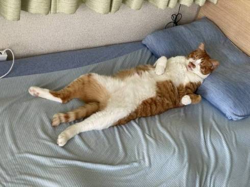 ファラオ猫 マナ君 ちゃしろお兄ちゃん