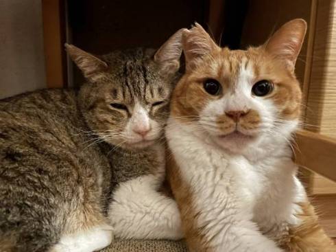 ファラオ猫 マナ君 ちゃしろお兄ちゃん