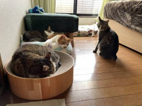 ファラオ猫 マナ君 ちゃしろお兄ちゃん