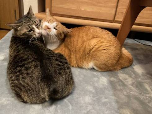 ファラオ猫 ちゃしろお兄ちゃん