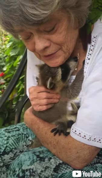 里親の女性に甘えるアライグマの赤ちゃん