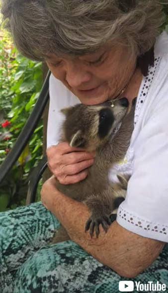 里親の女性に甘えるアライグマの赤ちゃん