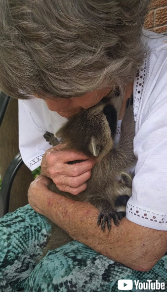 里親の女性に甘えるアライグマの赤ちゃん