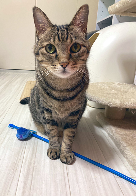 遊んで欲しい殿くん