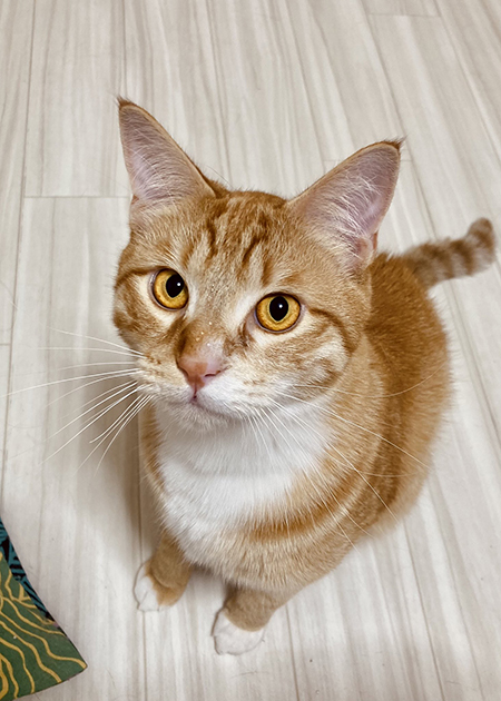 顔びしょびしょの小判くん