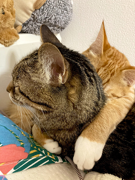 いちゃいちゃする2匹