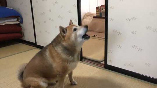 荒ぶる柴犬