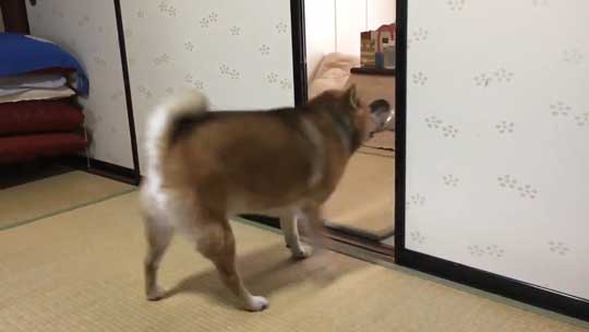 柴犬 まる 飼い主 エサ 忘れた ごはん 要求 皿 投げ