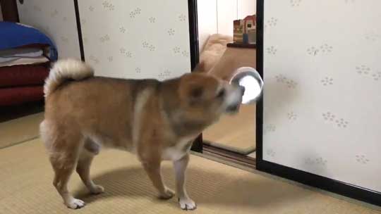 柴犬 まる 飼い主 エサ 忘れた ごはん 要求 皿 投げ