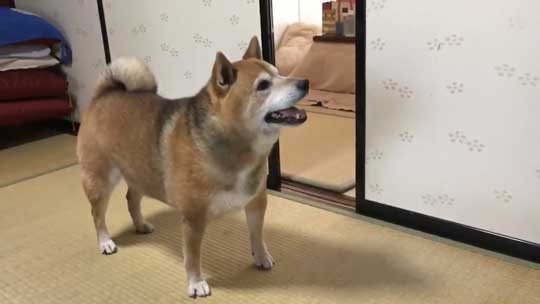 柴犬 まる 飼い主 エサ 忘れた ごはん 要求 皿 投げ