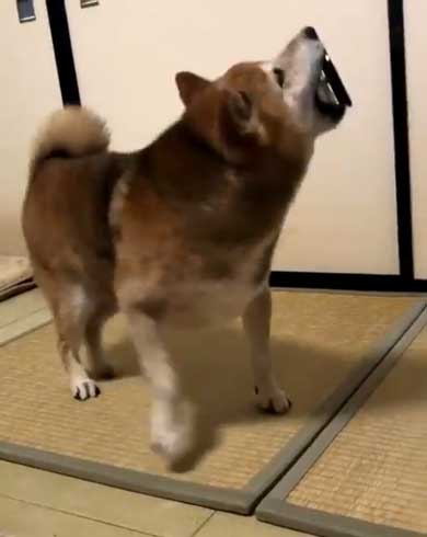 柴犬 まる 飼い主 エサ 忘れた ごはん 要求 皿 投げ