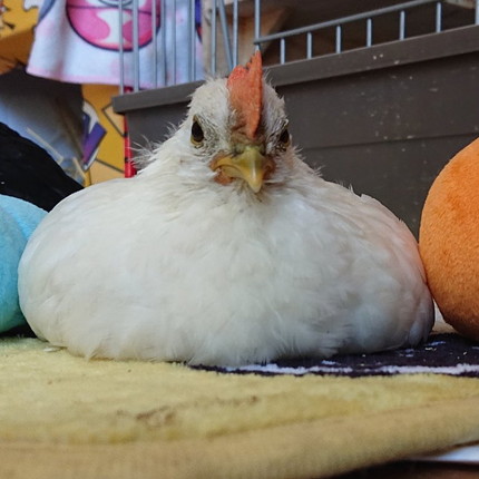 スライムめいちゃん