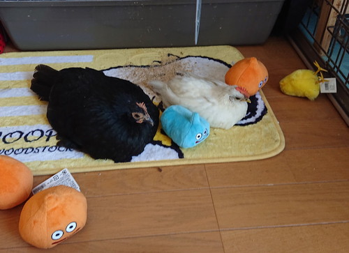 めいちゃんとうめちゃん