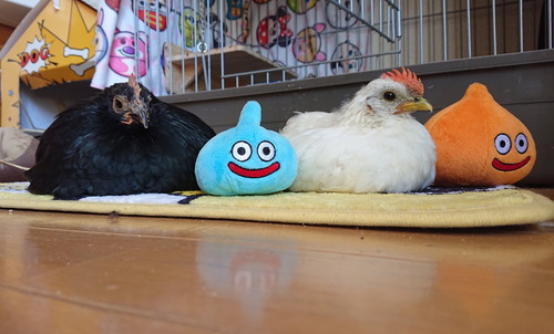 めいちゃんとうめちゃん