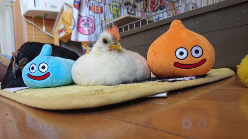 めいちゃんとうめちゃん