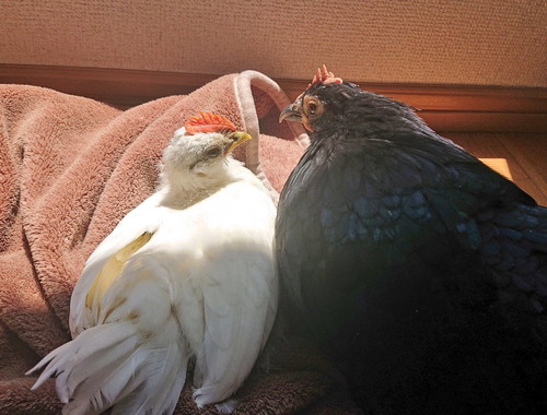 めいちゃんとうめちゃん