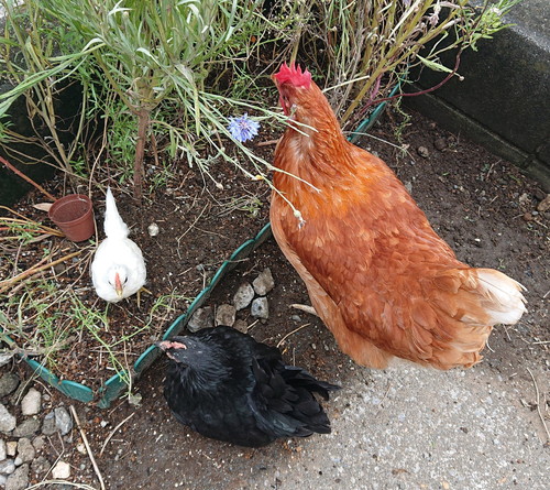 めいちゃんとうめちゃんとブーちゃん