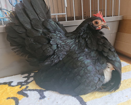 めいちゃんとうめちゃん