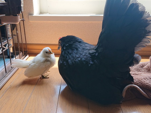 めいちゃんとうめちゃん