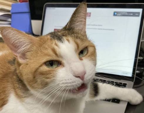 猫 縞三毛 ボナベントゥラ ぼなさん やっとくから