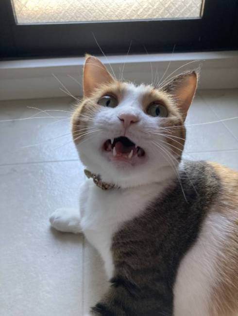 猫 縞三毛 ボナベントゥラ ぼなさん やっとくから