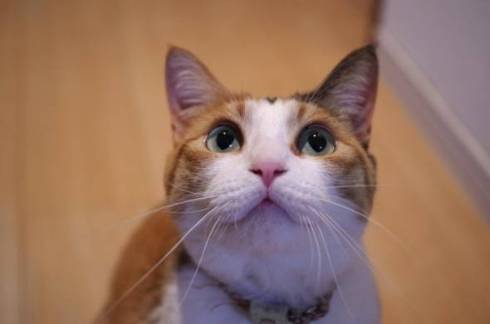 猫 縞三毛 ボナベントゥラ ぼなさん やっとくから