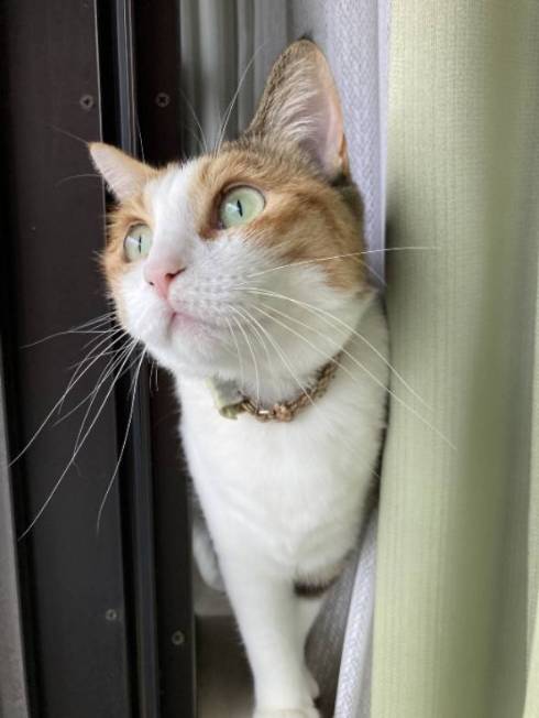 猫 縞三毛 ボナベントゥラ ぼなさん やっとくから