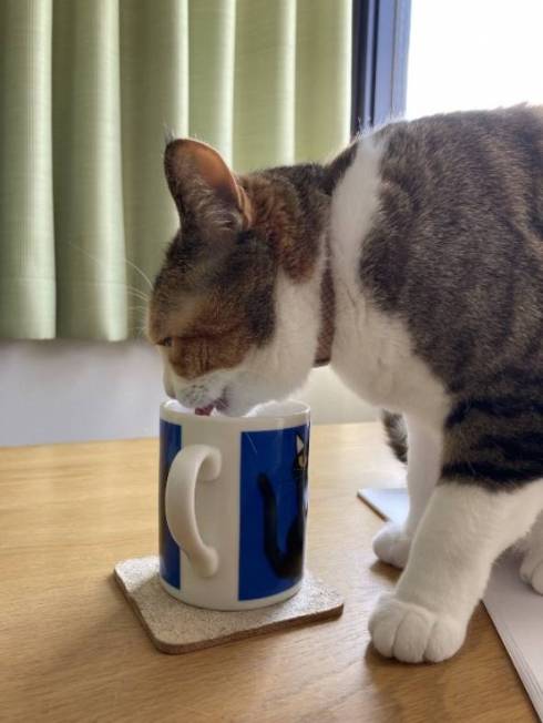 猫 縞三毛 ボナベントゥラ ぼなさん やっとくから