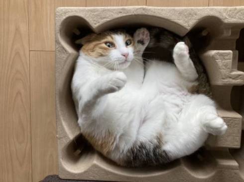 猫 縞三毛 ボナベントゥラ ぼなさん やっとくから