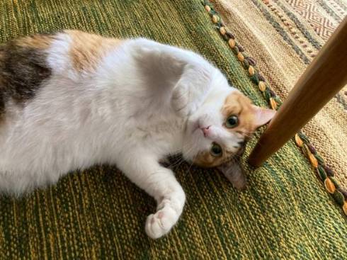 猫 縞三毛 ボナベントゥラ ぼなさん やっとくから