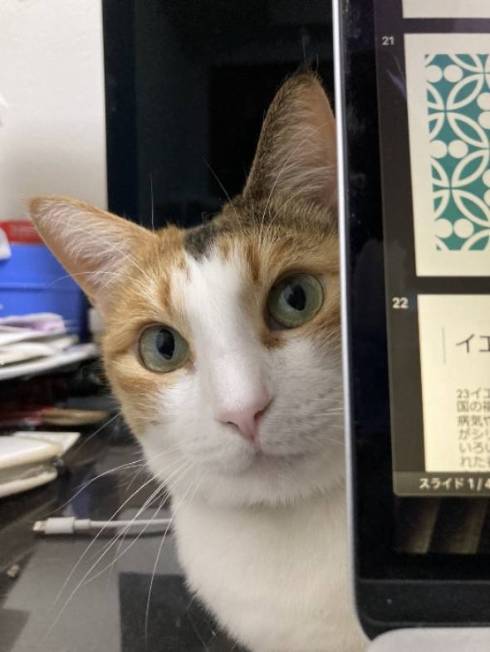 猫 縞三毛 ボナベントゥラ ぼなさん やっとくから