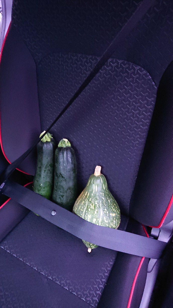 「かわいい」「なにこの幼児感」　助手席に置かれたズッキーニとカボチャにシートベルトをつけてあげた写真がなぜか癒やされる
