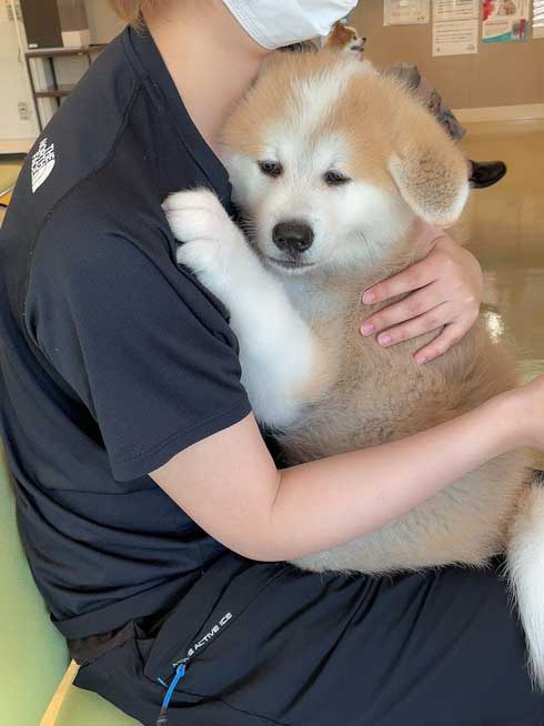 注射こわい秋田犬