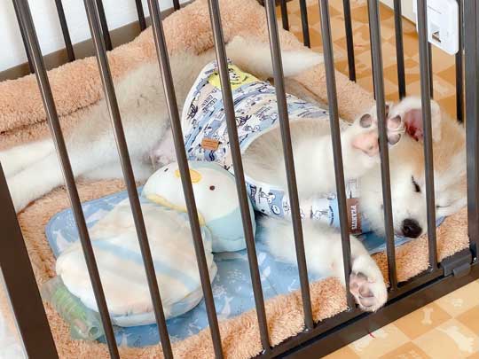 予防注射 こわい 秋田犬 だきついて離れない