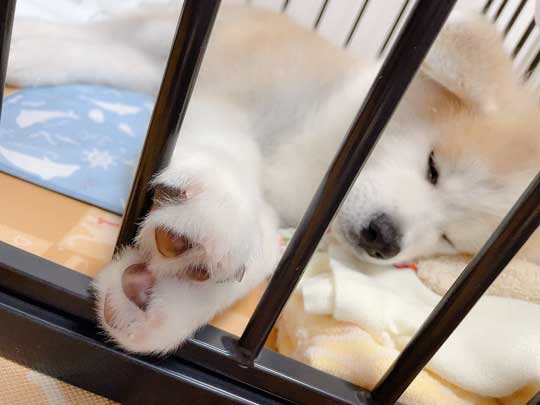 予防注射 こわい 秋田犬 だきついて離れない