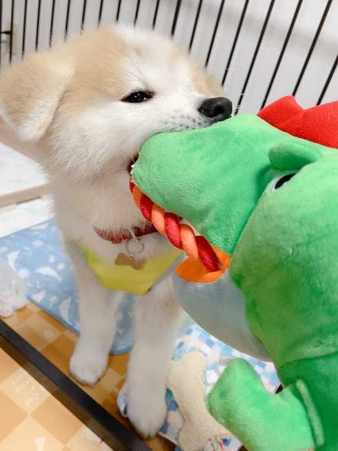 予防注射 こわい 秋田犬 だきついて離れない