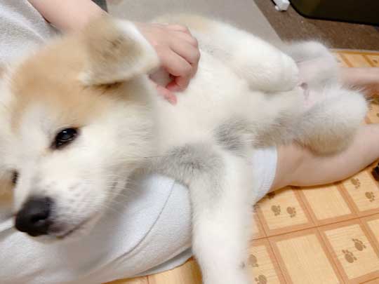 予防注射 こわい 秋田犬 だきついて離れない