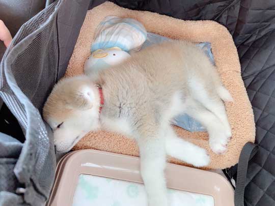 予防注射 こわい 秋田犬 だきついて離れない