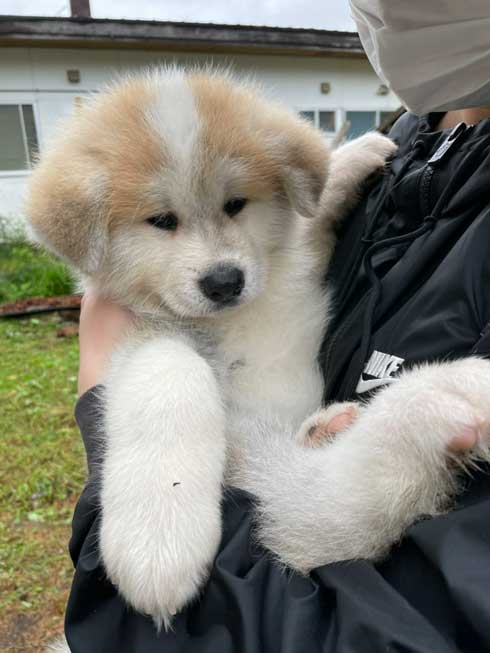 予防注射 こわい 秋田犬 だきついて離れない
