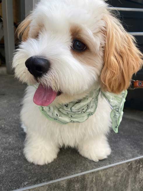 ワンコ 犬 暑い無理 顔 表情 夏 散歩