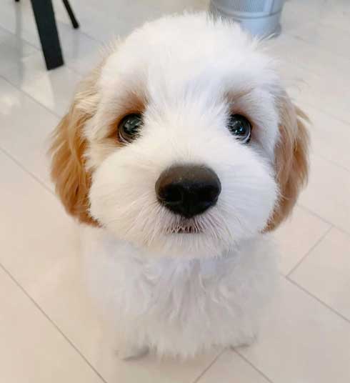 ワンコ 犬 暑い無理 顔 表情 夏 散歩