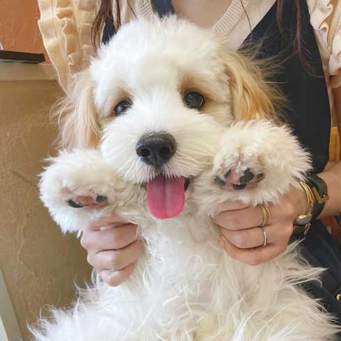 ワンコ 犬 暑い無理 顔 表情 夏 散歩