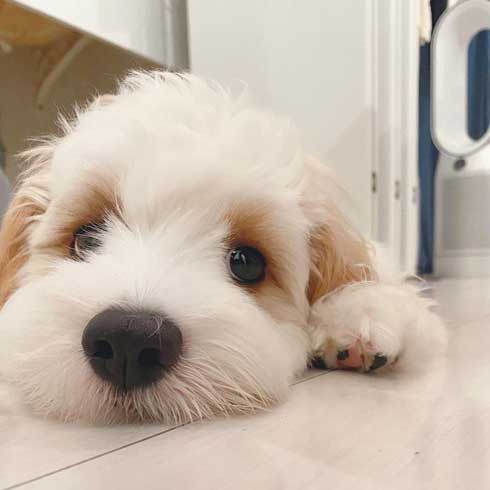 ワンコ 犬 暑い無理 顔 表情 夏 散歩