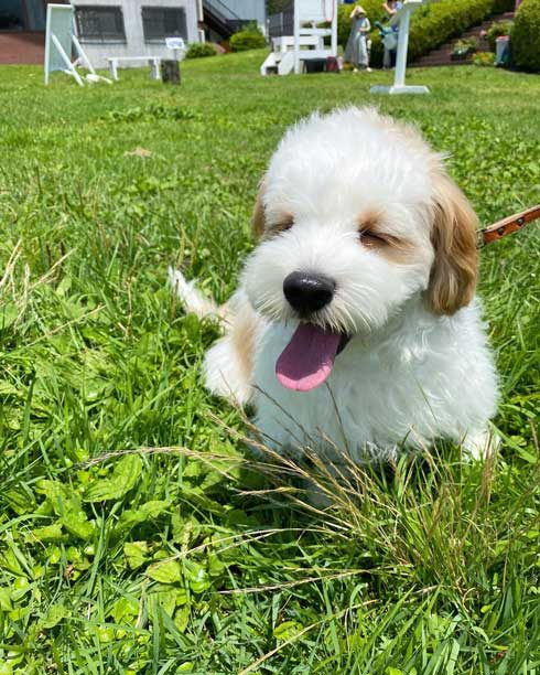 ワンコ 犬 暑い無理 顔 表情 夏 散歩