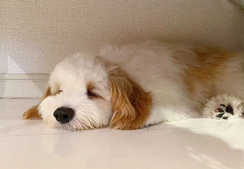 ワンコ 犬 暑い無理 顔 表情 夏 散歩