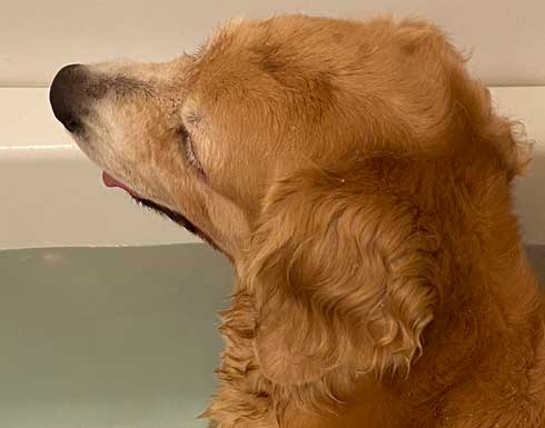 ゴールデンレトリバー お風呂 好き 湯船 先客