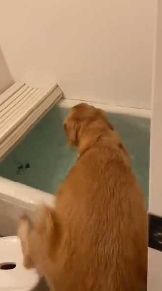 ゴールデンレトリバー お風呂 好き 湯船 先客