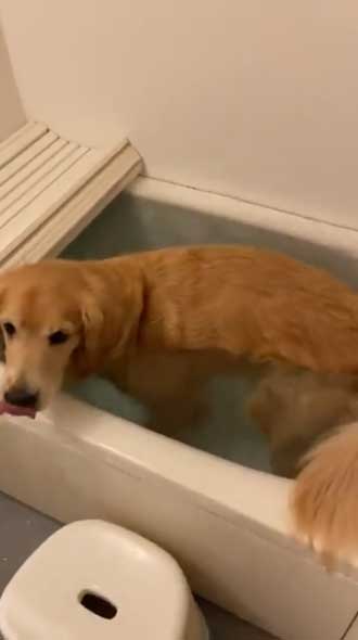 ゴールデンレトリバー お風呂 好き 湯船 先客
