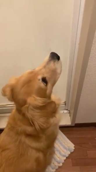 ゴールデンレトリバー お風呂 好き 湯船 先客