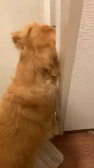 ゴールデンレトリバー お風呂 好き 湯船 先客